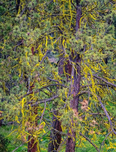 Gulin, Sylvia 아티스트의 USA-Washington State-Table Mountain eastern Cascade Mountains yellow lichen on Ponderosa Pine작품입니다.